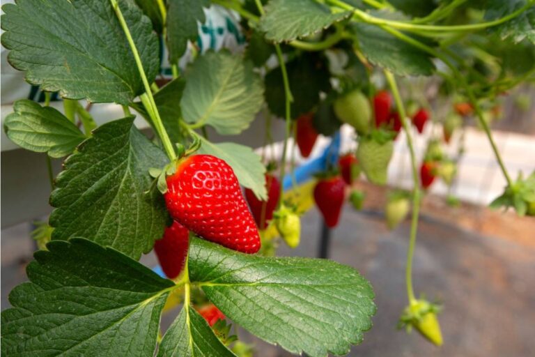 Gardener Says a Neighborhood Kid Kept Picking Strawberries Through Her Fence Every Morning, Now the Parents Are Calling Her Cruel for Putting Up Netting