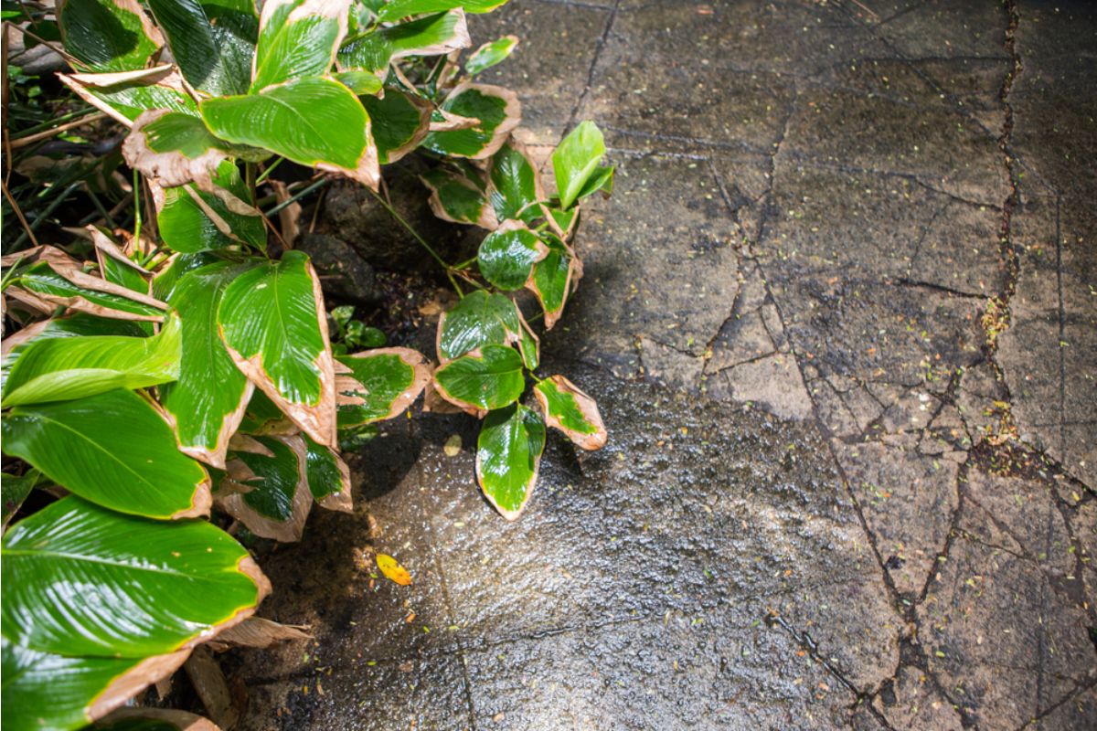 Homeowner Says City Inspector Showed Up After His Backyard Garden Started Overflowing Onto Sidewalks, Now He Has to Redesign Everything Overnight