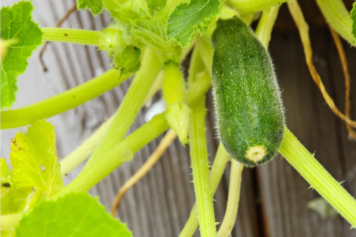 Homeowner Says He Grew Enough Zucchini to Feed the Whole Street This Summer, Then the Same Neighbors Who Complained About His Messy Garden Started Leaving Bags on His Porch