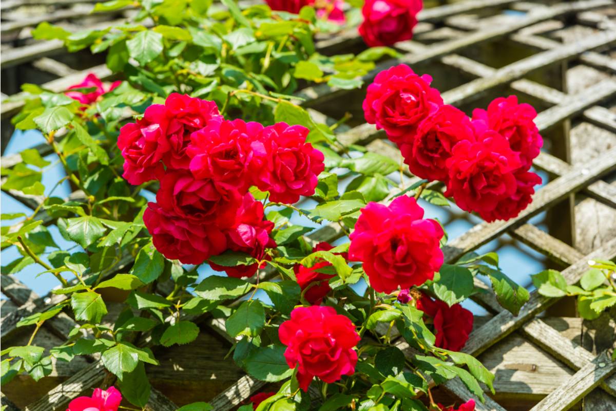 Homeowner Says He Put Up a Trellis Along the Property Line for His Climbing Roses, Now His Neighbor Says It's Blocking Her View and Wants It Gone