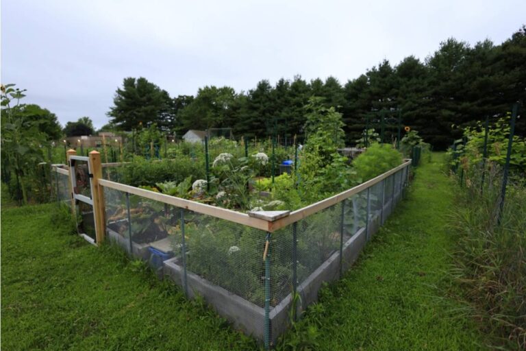 Homeowner Says He Put a Small Fence Around His Vegetable Beds, Now Neighbors Are Accusing Him of Being Unfriendly