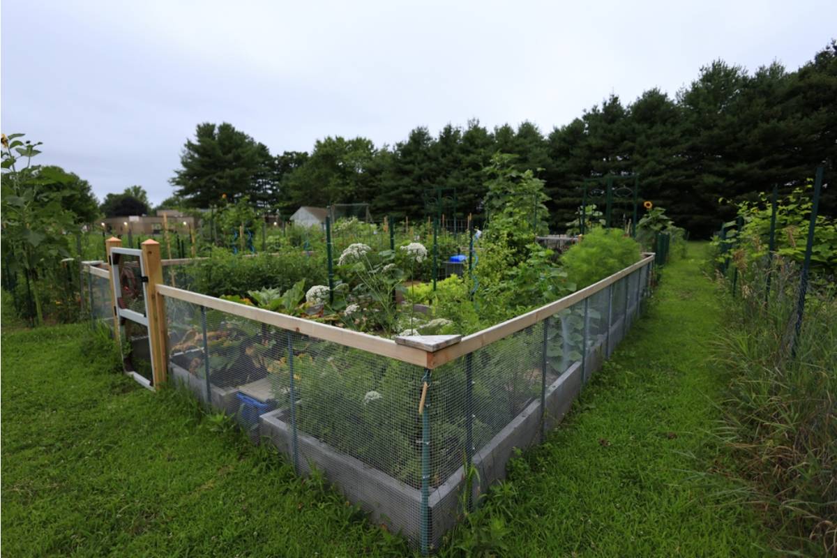 Homeowner Says He Put a Small Fence Around His Vegetable Beds, Now Neighbors Are Accusing Him of Being Unfriendly