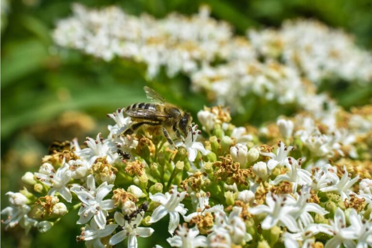 Homeowner Says Her Neighbor Complained That Her Beehives Were a Danger to the Street, Now the City Sent a Notice and She's Fighting Back