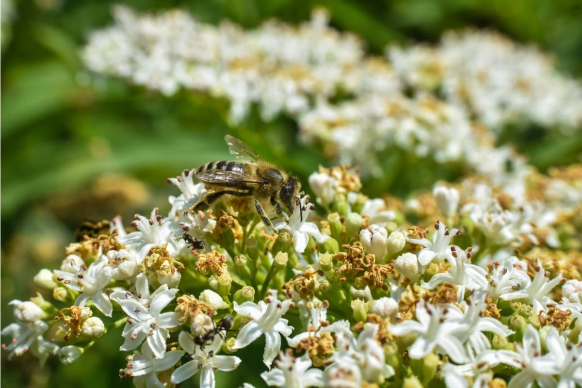 Homeowner Says Her Neighbor Complained That Her Beehives Were a Danger to the Street, Now the City Sent a Notice and She's Fighting Back
