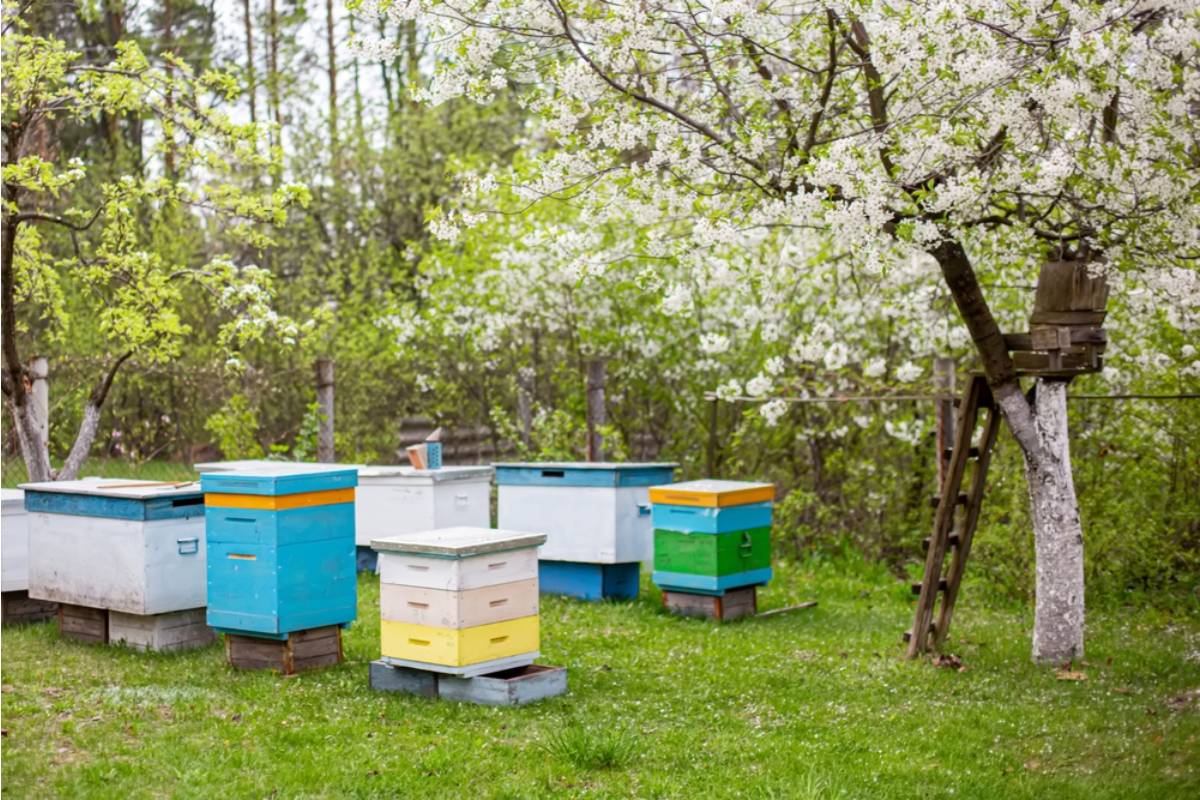 Homeowner Says Her Neighbor Demanded She Move Her Beehives Farther From the Fence, Then Started Leaving Out Sugar Water to Lure the Bees Away Entirely