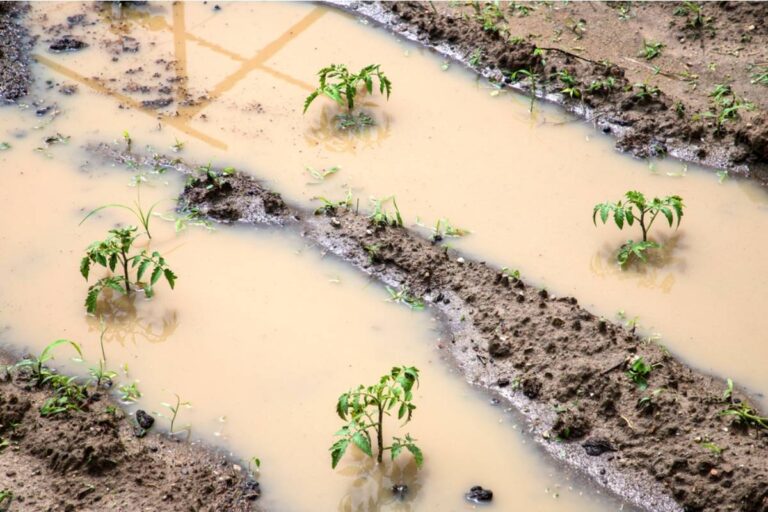 Homeowner Says Her Neighbor's New Driveway Extension Now Sheds Rainwater Directly Into Her Vegetable Beds, Now Her Soil Stays Flooded After Every Storm