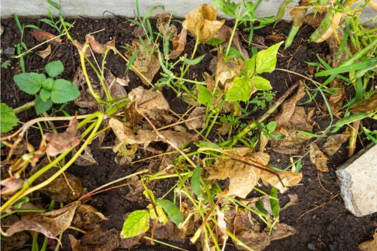 Homeowner Says Her Neighbor's New Outdoor Kitchen Grease Keeps Draining Into Her Garden Beds, Now She's Losing Plants and Nobody Is Taking Responsibility