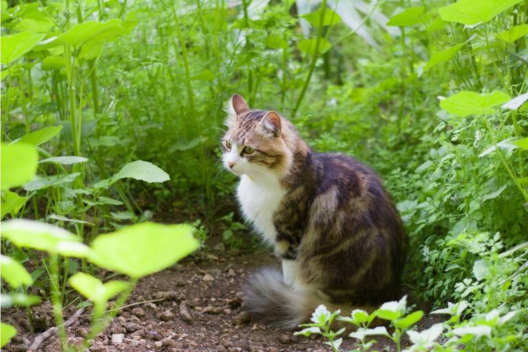 Homeowner Says Her Neighbor's Outdoor Cat Has Been Using Her Raised Garden Beds as a Litter Box for Months, Now She's Installing Barriers and the Neighbor Called Her Cruel