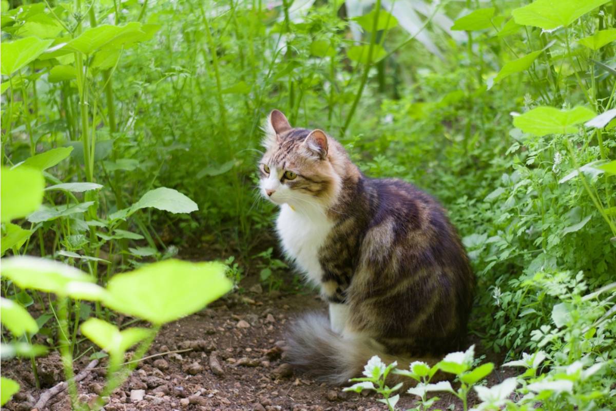 Homeowner Says Her Neighbor's Outdoor Cat Has Been Using Her Raised Garden Beds as a Litter Box for Months, Now She's Installing Barriers and the Neighbor Called Her Cruel