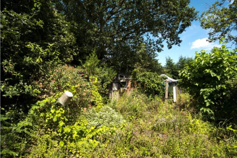 Homeowner Says His Elderly Neighbor's Garden Has Gone Completely Wild Since She Passed, Now the Family Wants Him to Maintain It for Free