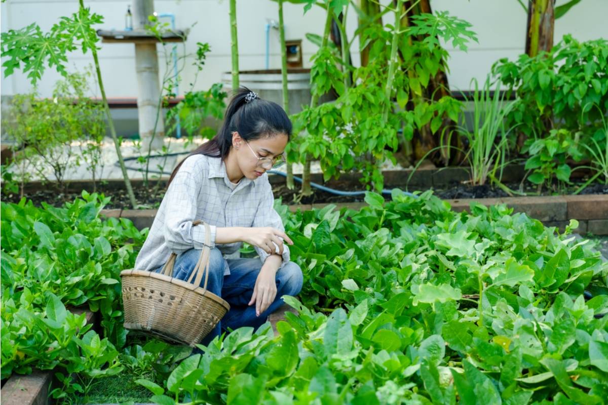 Homeowner Says His Family Keeps Treating the Garden Like a Grocery Store, Now He Can Never Harvest Anything at the Right Time