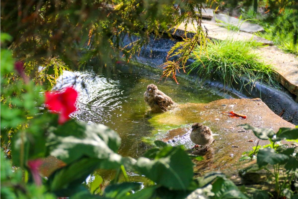 Homeowner Says His Neighbor Complained His Vegetable Garden Was Bringing Too Many Birds to the Street, Now He Has Added a Bird Bath and Has No Plans to Stop