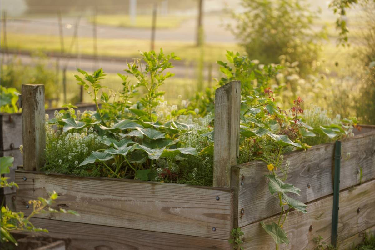 Homeowner Says His Neighbor Complained That His Raised Beds Were Too Close to the Property Line, Even Though They've Been There for Five Years Without Issue