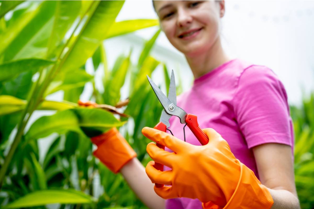 Homeowner Says His Neighbor Keeps Borrowing Cuttings From His Rare Plant Collection to Start Her Own Without Ever Asking First