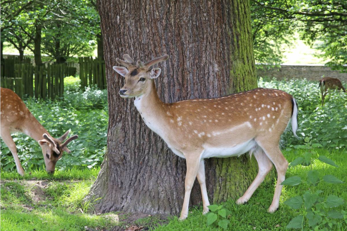 Homeowner Says His Neighbor Keeps Insisting His Vegetable Garden Attracts Too Many Deer to the Street, Now He's Being Asked to Put Up a Fence at His Own Expense