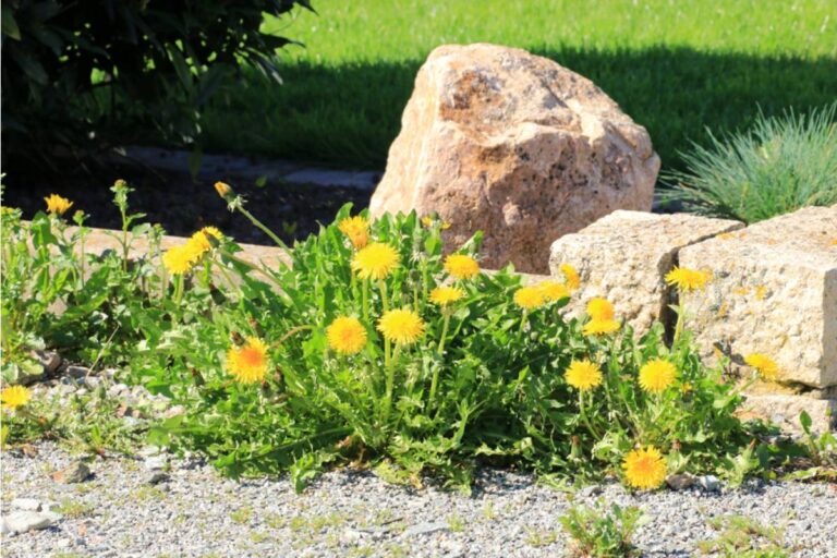 Homeowner Says His Neighbor Keeps Letting Dandelion Seeds Blow Into His Raised Beds Every Spring, Now He's Asking the City If There's Anything He Can Do