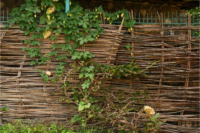 Homeowner Says His Neighbor Keeps Letting Ivy Grow Over the Fence Into His Yard, Then Got Upset When He Cut Back the Part on His Own Side