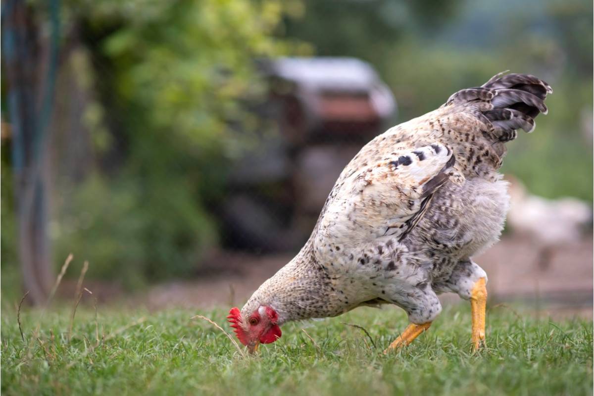 Homeowner Says His Neighbor Keeps Letting Their Chickens Roam Into His Yard to Naturally Fertilize the Soil Without Permission
