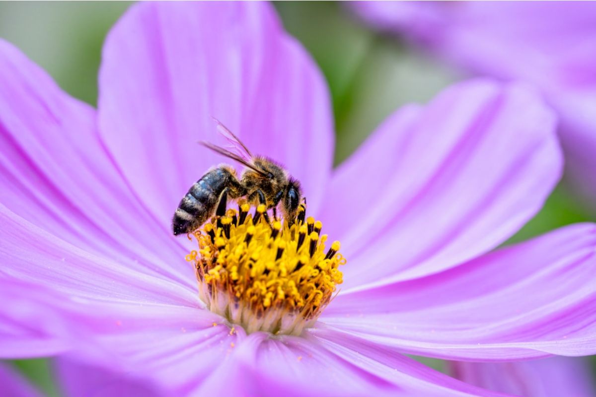 Homeowner Says His Neighbor Started Complaining About Bees Until She Realized Her Own Flowers Needed Them to Bloom