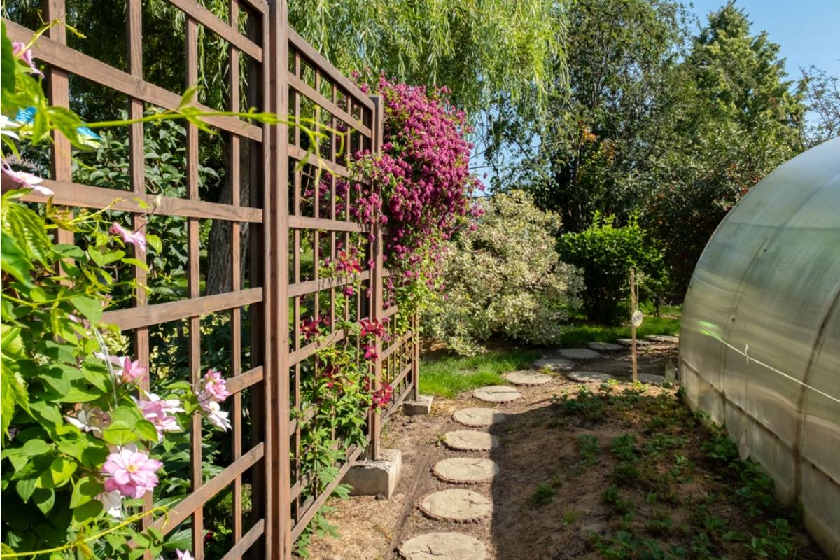 Homeowner Says His Neighbor Started Training a Vine Along Their Shared Fence, Now Neither Side Agrees on Who Owns the Growth
