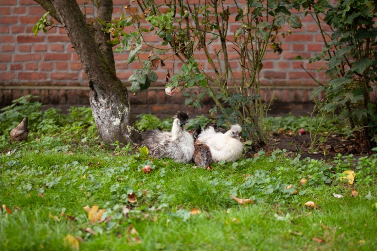 Homeowner Says His Neighbor's Chickens Keep Getting Into His Garden and Destroying Seedlings, Now He's Sending a Repair Bill and Neighbors Are Watching