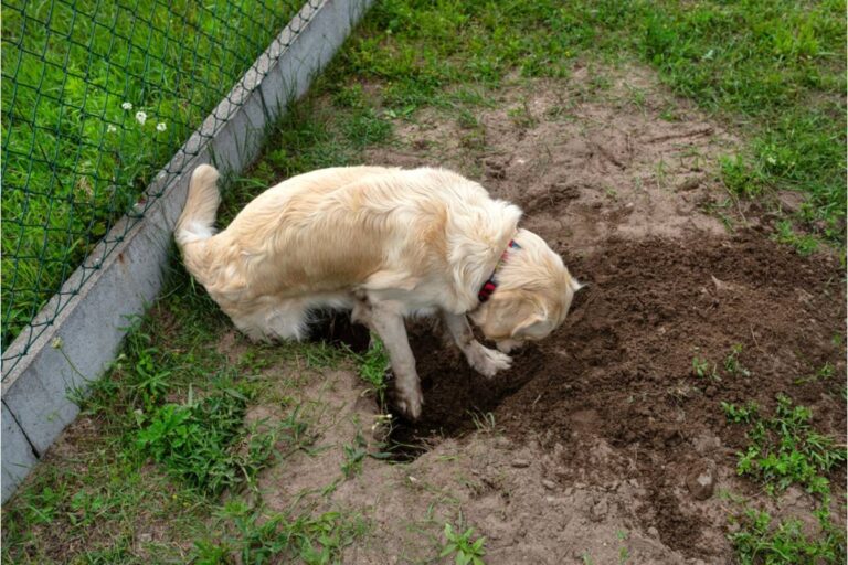 Homeowner Says His Neighbor's Dog Has Been Digging Up Bulbs Along the Fence Line Every Night, Now He's Found Out the Owner Has Known for Weeks and Said Nothing
