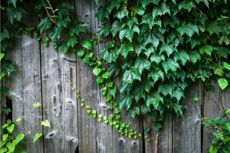 Homeowner Says His Neighbor's Ivy Has Been Slowly Creeping Under the Fence for Years, Now It's Strangling His Garden and the Neighbor Refuses to Cut It Back