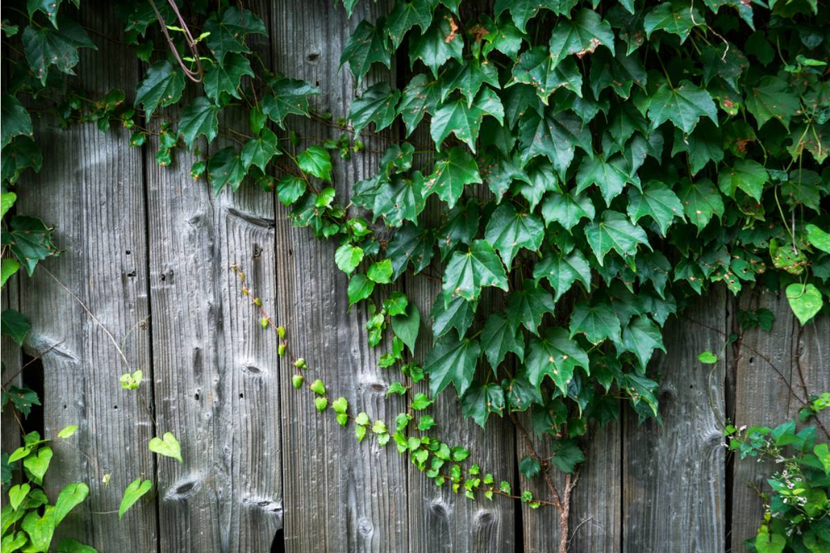 Homeowner Says His Neighbor's Ivy Has Been Slowly Creeping Under the Fence for Years, Now It's Strangling His Garden and the Neighbor Refuses to Cut It Back