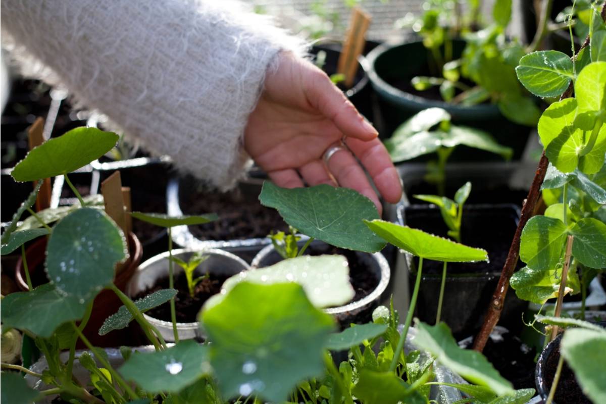 Homeowner Says His Neighbor's New Above-Ground Pool Is Draining Chlorinated Backwash Straight Into His Garden Bed, Now He's Documenting Every Plant That's Turned Yellow