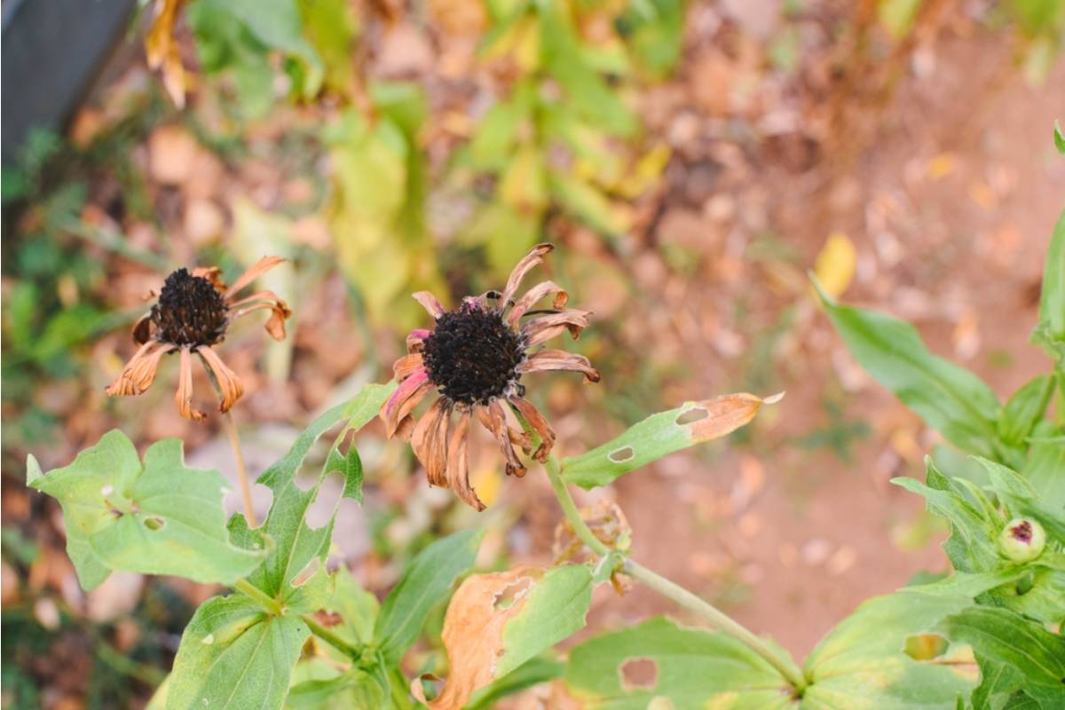 Homeowner Says His Neighbor's New Hot Tub Vents Steam Directly Onto His Garden Beds Every Evening, Now His Plants Are Showing Signs of Heat Stress