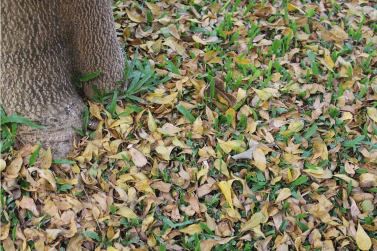 Homeowner Says His Neighbor's Tree Drops Leaves Into His Garden Every Fall and Kills His Crops, Now He's Asking Who Should Pay for the Damage