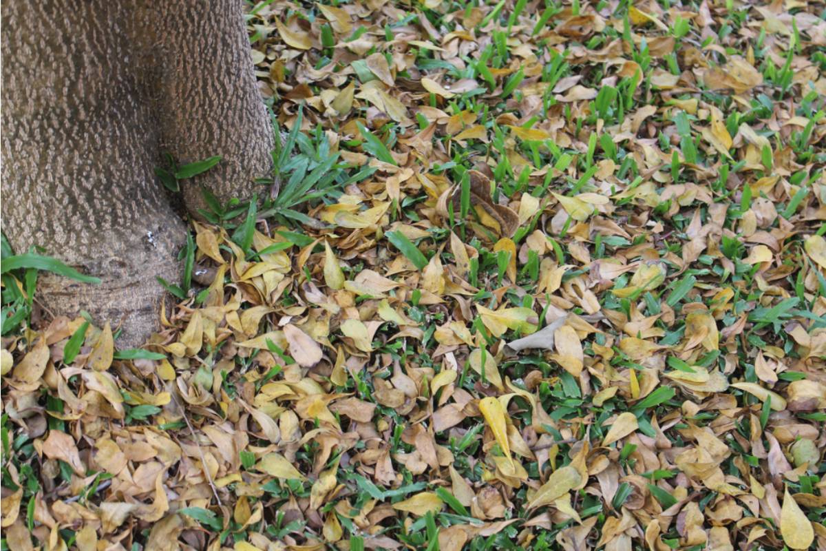 Homeowner Says His Neighbor's Tree Drops Leaves Into His Garden Every Fall and Kills His Crops, Now He's Asking Who Should Pay for the Damage