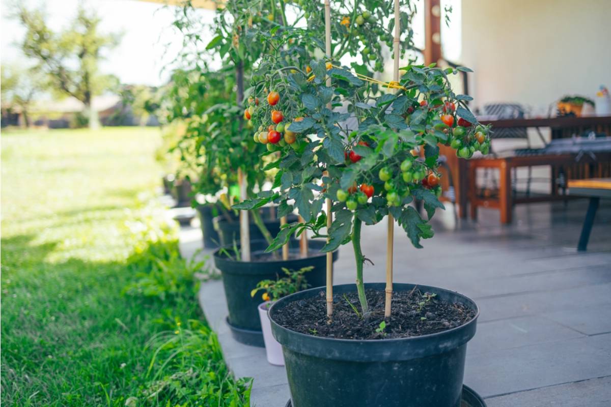 Homeowner Says She Spent Months Growing a Rare Heirloom Tomato Variety, Then a Neighbor Picked the Last One the Morning Before She Was Going to Harvest It