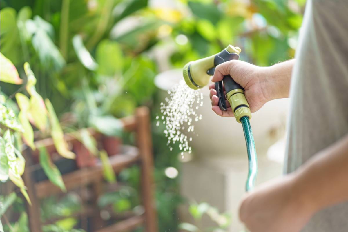 Homeowner Says She Watered Her Neighbor's Garden While They Were Away as a Favor, Now She's Being Blamed for Overwatering and Killing Three Plants