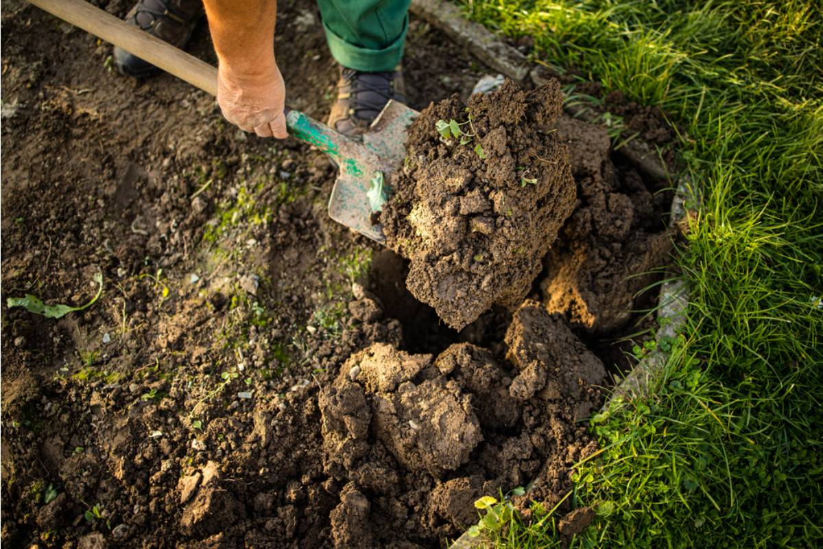 Homeowner Says a Neighbor's Estate Sale Included Plants Dug Up Directly From His Yard After the Owner Passed Away