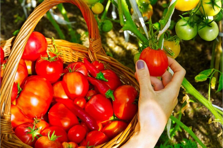 Homeowner Says a Single Tomato Plant Started an Ongoing Rivalry Between Neighbors, And Neither Side Wants to Back Down