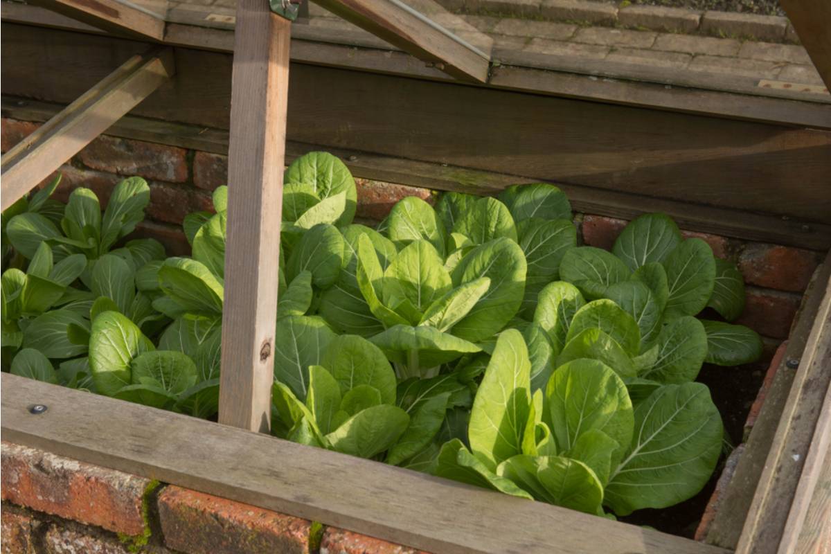 Some Backyard Gardeners Are Building Simple Cold Frames From Old Windows, And They Are Extending Their Growing Season by Months Without Spending Much at All