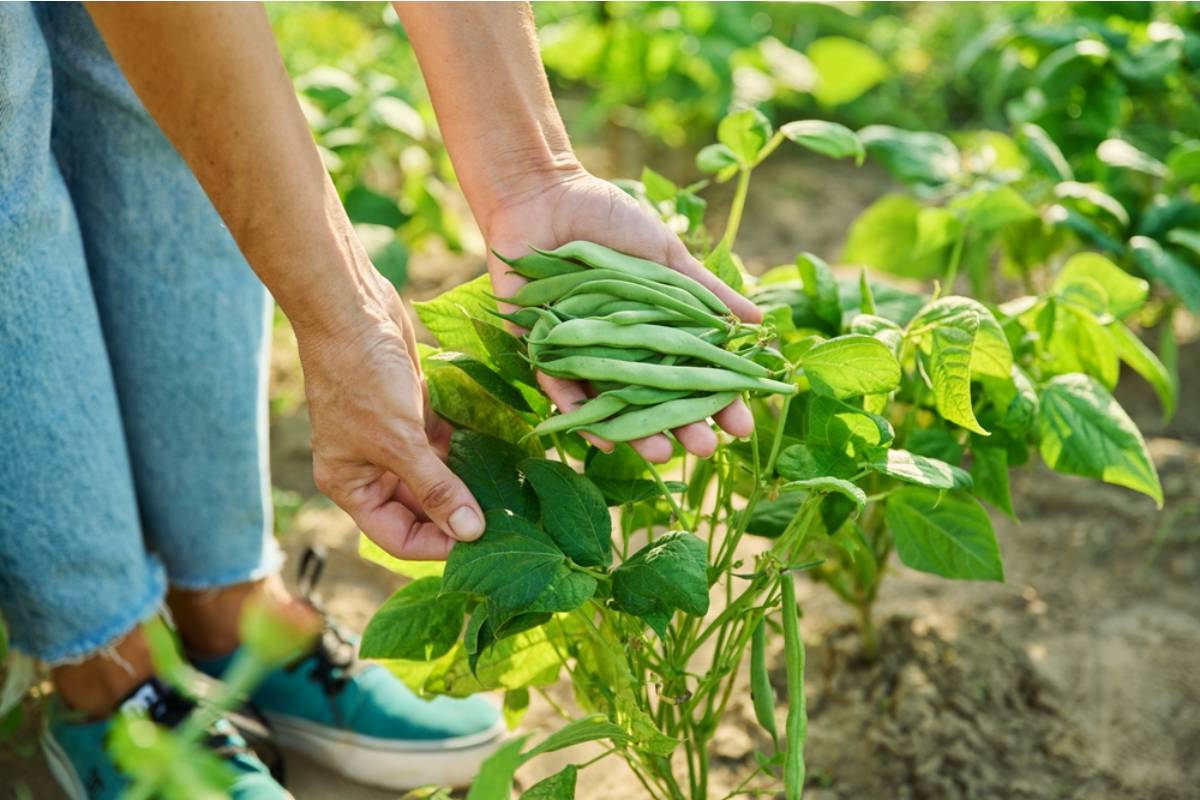 Some Backyard Gardeners Are Growing Asparagus Beds That Will Produce for Decades With Almost No Maintenance, And People Wish They Had Started Years Earlier