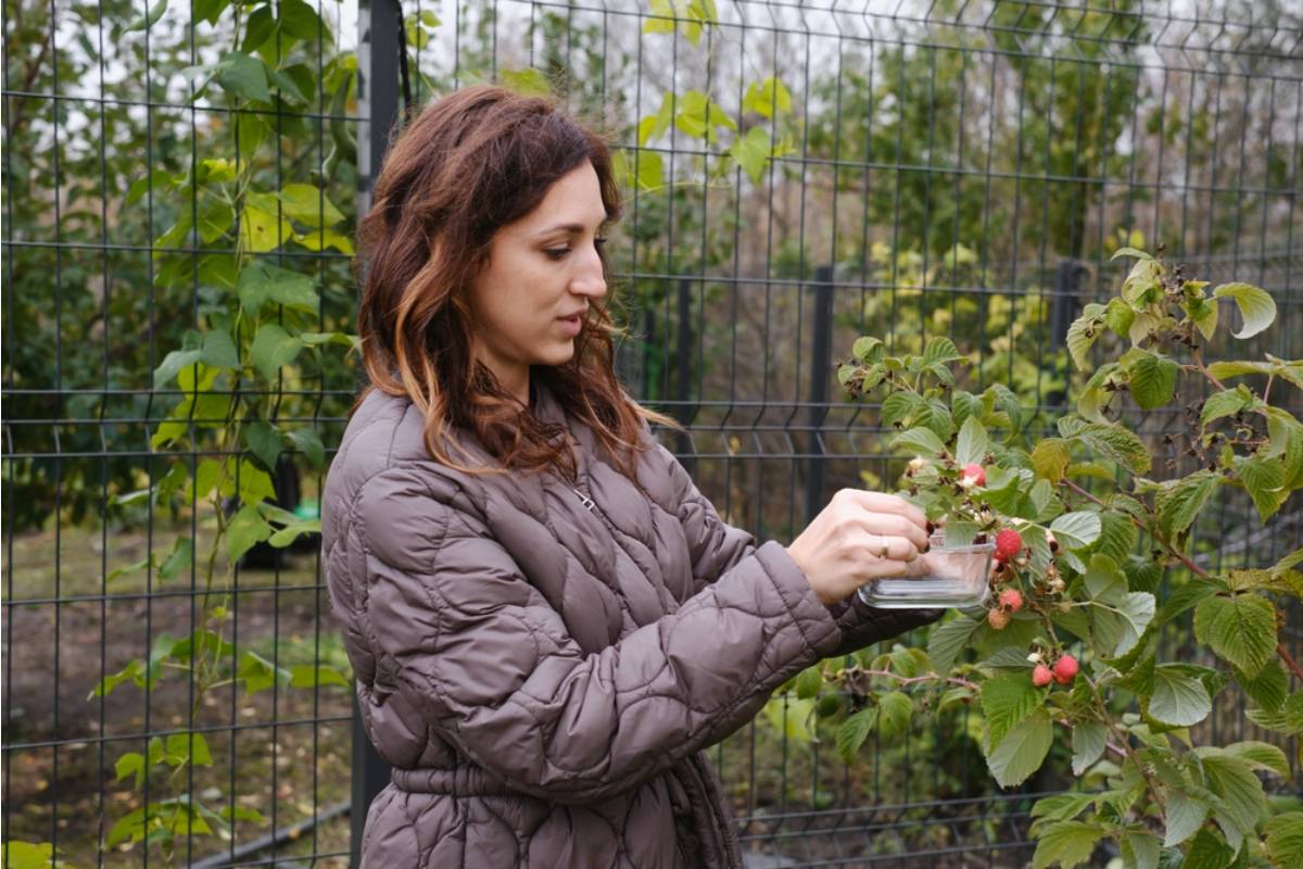 Some Backyard Gardeners Are Growing Berries on Trellised Vines Instead of Bushes to Save Space, And the Harvests Are Outperforming Traditional Layouts