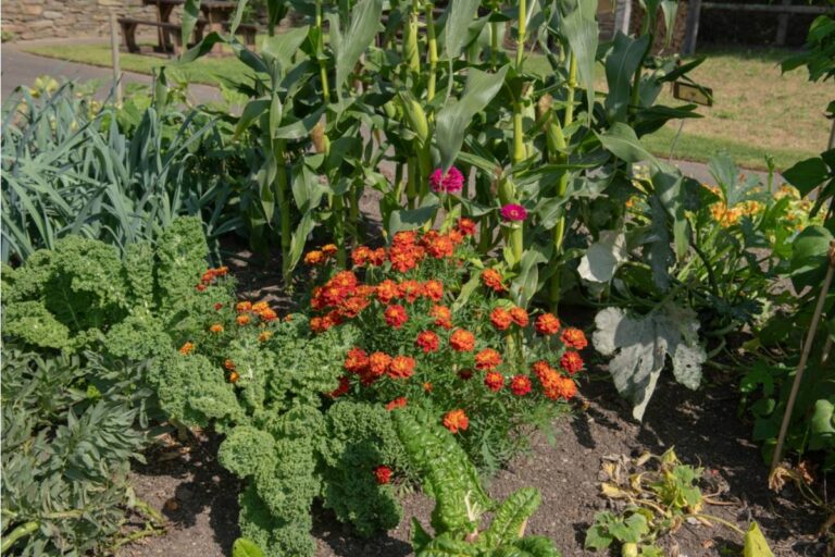 Some Backyard Gardeners Are Growing Their Own Dye Plants Like Marigolds and Indigo for Natural Fabric Coloring, And the Hobby Is Exploding Online