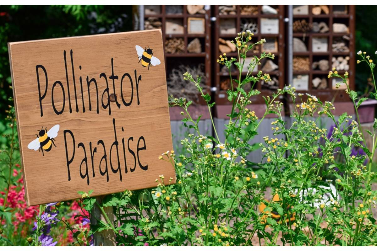 Some Backyard Gardeners Are Growing Their Own Loose Pollinator Strips Between Rows Instead of Mowed Paths, And Their Vegetable Yields Are Going Up Because of It