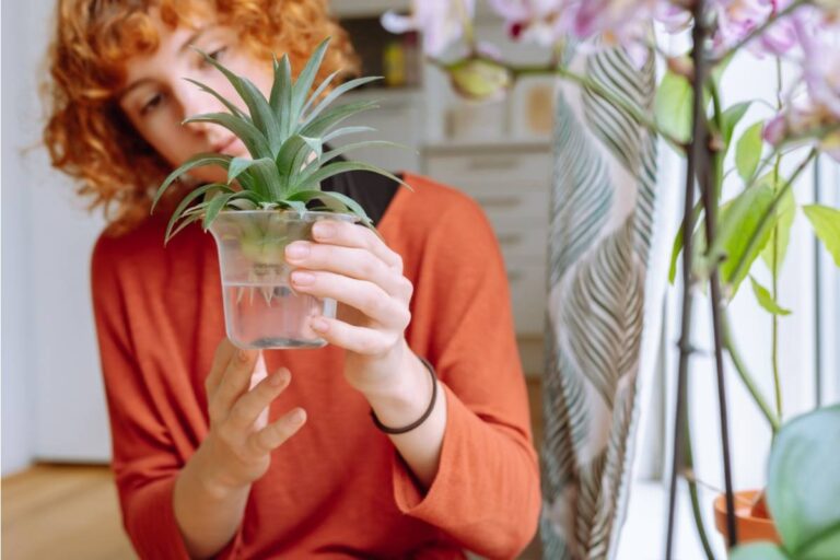 Some Backyard Gardeners Are Growing Their Own Pineapple From the Crown of a Store-Bought Fruit, And the Multi-Year Process Has a Dedicated Following Online