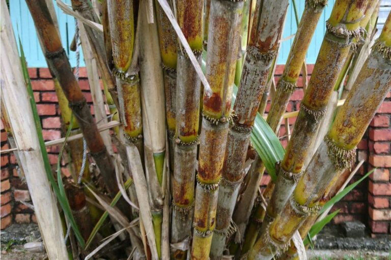 Some Backyard Gardeners Are Growing Their Own Sugar Cane in Warmer Climates as a Backyard Novelty Crop, And the Harvest Process Is Surprising First-Timers