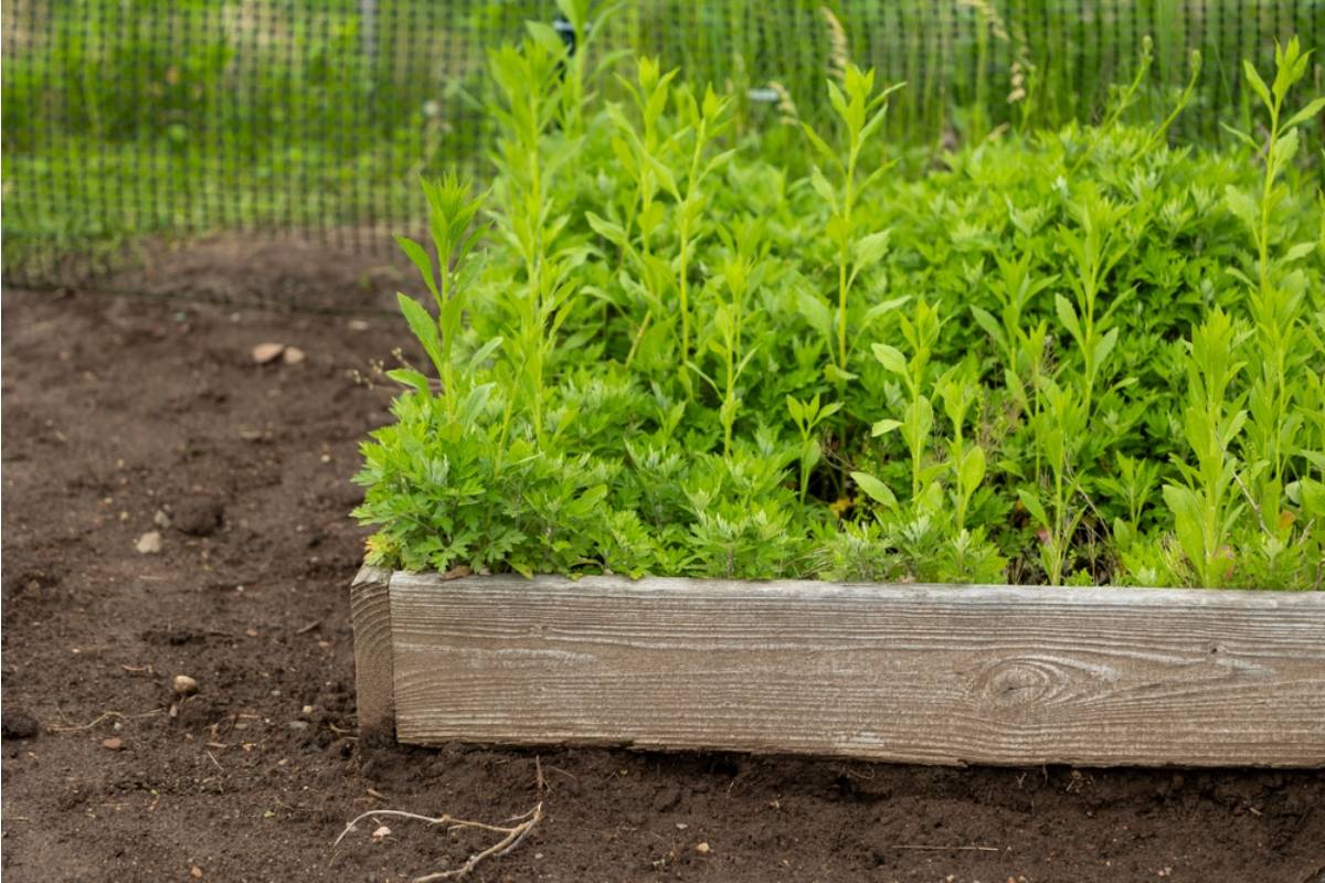 Some Backyard Gardeners Are Using Old Wooden Pallets to Build Raised Beds for Almost Nothing, And the Results Are Embarrassing Store-Bought Garden Kits