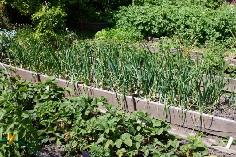 Some Home Gardeners Are Building Multi-Family Shared Food Gardens, And Disagreements Over Harvest Rights Are Starting to Emerge