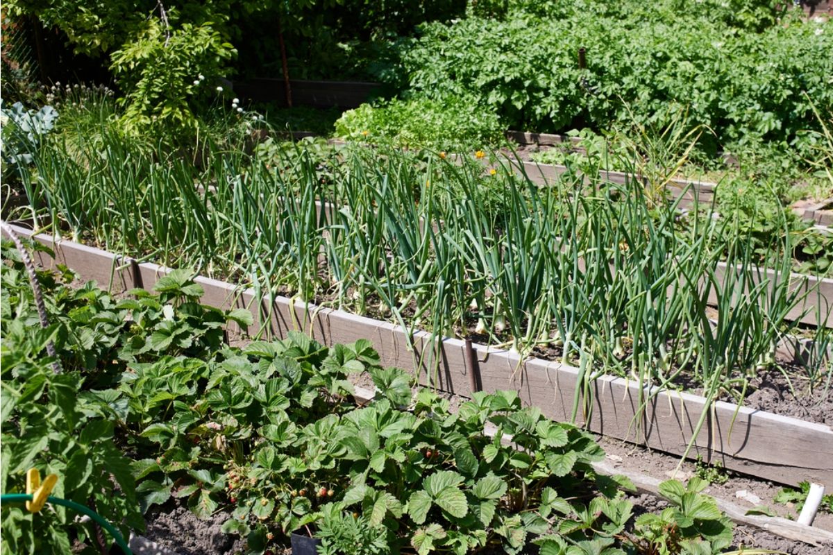Some Home Gardeners Are Building Multi-Family Shared Food Gardens, And Disagreements Over Harvest Rights Are Starting to Emerge