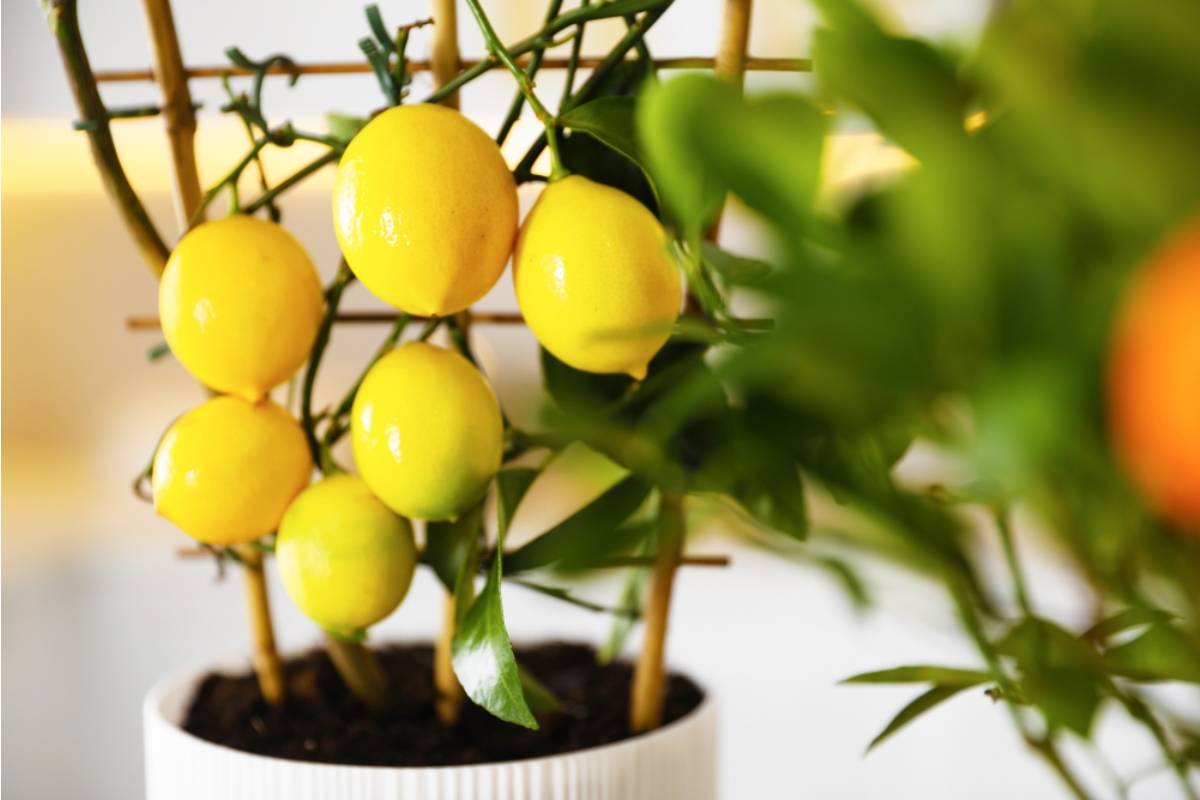 Some Home Gardeners Are Growing Citrus Trees Indoors in Cold Climates Using Grow Lights, And the Fruit They're Producing Is Surprising Even Longtime Growers