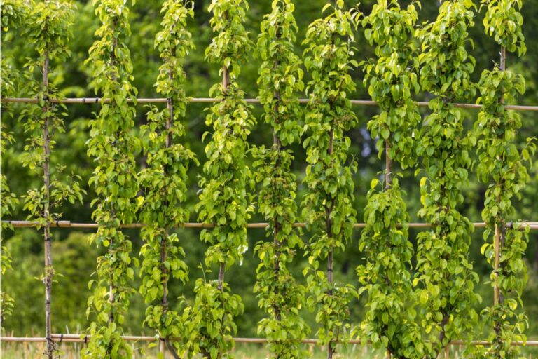 Some Home Gardeners Are Growing Climbing Plants Along Shared Fences Without Asking, And Neighbors Say It's Damaging the Wood, She Called It Decoration