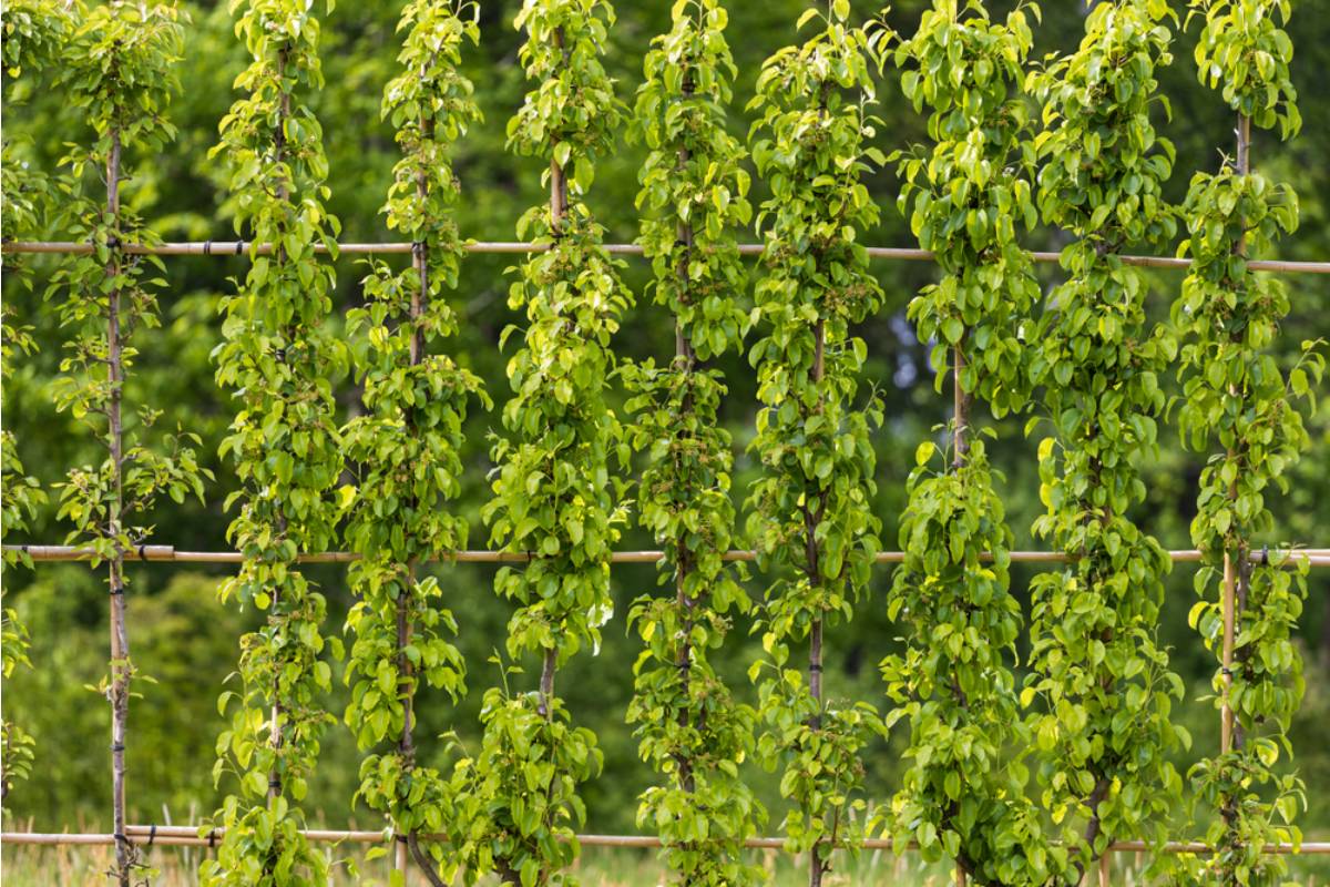 Some Home Gardeners Are Growing Climbing Plants Along Shared Fences Without Asking, And Neighbors Say It's Damaging the Wood, She Called It Decoration