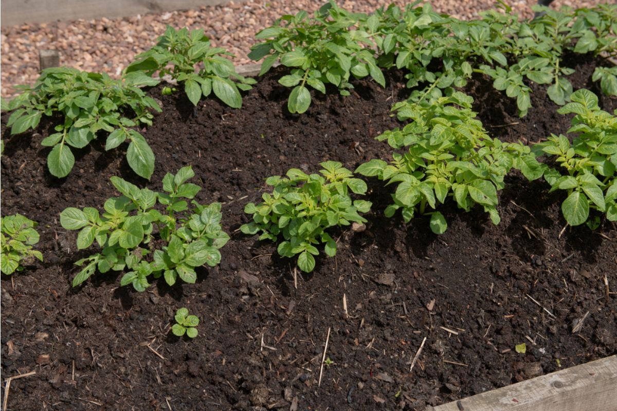 Some Home Gardeners Are Growing Crops Specifically to Beat Grocery Prices, And Their Results Are Starting Heated Discussions Online